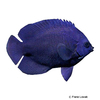 Centropyge deborae Blue Velvet Angelfish