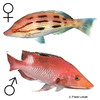 Bodianus vulpinus Western Pigfish