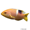 Bodianus perditio Goldenspot Hogfish