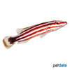 Bodianus opercularis Red-striped Hogfish