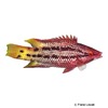 Bodianus diplotaenia Mexican Hogfish