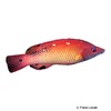 Bodianus dictynna Redfin Hogfish