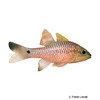 Pristiapogon kallopterus Iridescent Cardinalfish