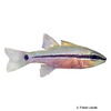 Pristiapogon fraenatus Bridled Cardinalfish