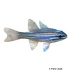 Ostorhinchus multilineatus Multistripe Cardinalfish