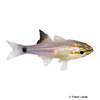 Ostorhinchus franssedai Frans' Cardinalfish