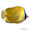 Chaetodon citrinellus Speckled Butterflyfish