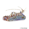 Ancylomenes tosaensis Tosa Anemone Shrimp
