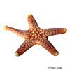 Fromia sp. Red Sea Star