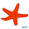 Fromia milleporella Thousand-Pores Sea Star