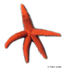 Echinaster sepositus Mediterranean Red Star