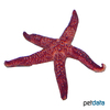 Echinaster luzonicus Luzon Sea Star