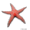 Astropecten aranciacus Comb Star