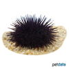 Arbacia lixula Black Sea Urchin