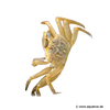 Carcinus maenas Common Shore Crab