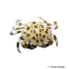 Lissocarcinus orbicularis Sea Cucumber Crab