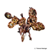 Dichrometra palmata Klunzinger's Feather Star