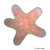 Choriaster granulatus Granulated Sea Star