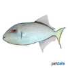 Xanthichthys auromarginatus Guilded Triggerfish ♀