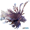 Pterois volitans Black Lionfish