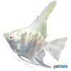 Pterophyllum scalare var. Albino Angelfish