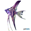 Pterophyllum scalare var. Smokey Zebra Veil Angelfish