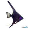 Pterophyllum scalare var. Black Angelfish
