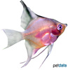 Pterophyllum scalare var. Red Black Angelfish