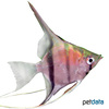 Pterophyllum scalare var. Redback Angelfish