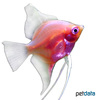 Pterophyllum scalare var. Red Angelfish