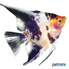 Pterophyllum scalare var. Red Head Koi Angelfish