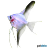 Pterophyllum scalare var. Blue Angelfish