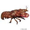 Scyllarides latus Mediterranean Slipper Lobster