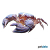 Petrolisthes sp. Porcelain Crab
