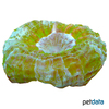 Lobophyllia vitiensis Doughnut Coral (LPS)