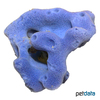 Haliclona sp. Blue Sponge