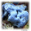 Haliclona cinereaa Purple Encrusting Sponge
