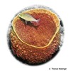 Callyspongia crassa Prickly Tube Sponge