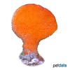 Clathria rugosa Orange Fan Sponge
