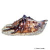 Lambis scorpius Scorpio Spider Conch