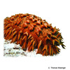 Thelenota ananas Prickly Redfish