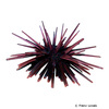 Heterocentrotus trigonarius Purple Pencil Urchin
