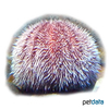 Echinus esculentus Edible Urchin