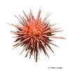 Echinometra viridis Reef Urchin