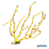 Diodogorgia nodulifera Colorful Sea Rod