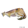 Acanthosepion pharaonis Pharaoh Cuttlefish
