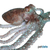 Octopus vulgaris Common Octopus