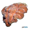 Lobophyllia erythraea 'Red' Brain Coral (LPS)