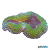 Lobophyllia erythraea 'Green' Brain Coral (LPS)