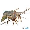 Panulirus penicillatus Blue Spiny Lobster